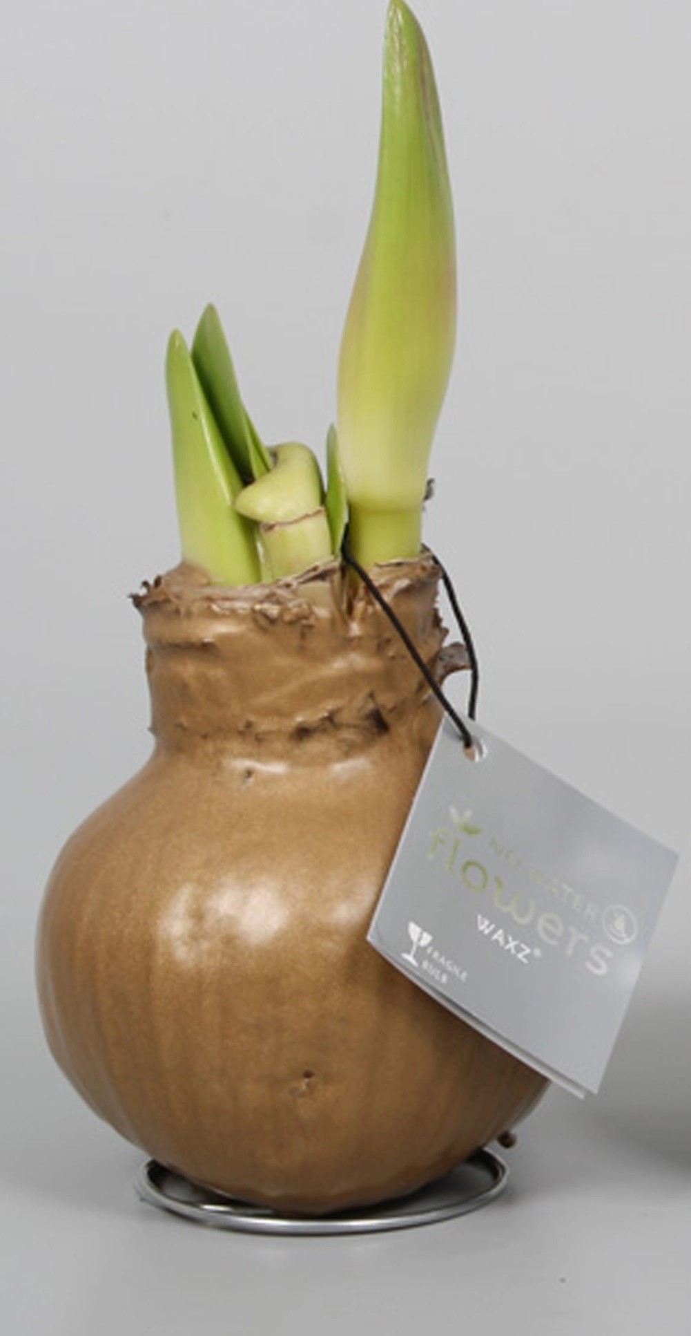 AmaryllisZwiebel Hippeastrum kaufen bei OBI