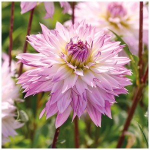 Primo piano di una dalia 'Crazy Love' bianco-rosa di Grow by OBI. Petali delicati, ideale per giardini e aiuole.