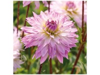 Grow by OBI Dahlie Crazy Love 1 Stk. Grow by OBI Dahlie Crazy Love 1 Stk.