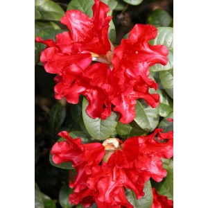 Primo piano del Rhododendron Scarlet Wonder rosso brillante con foglie verdi.