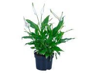 Einblatt Spathiphyllum Topf Ø ca. 9 cm / Höhe 30 cm Einblatt Spathiphyllum Topf Ø ca. 9 cm / Höhe 30 cm