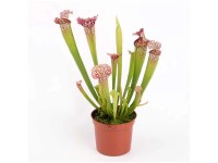 Schlauchpflanze Sarracenia leucophylla Topf Ø 8,5 cm