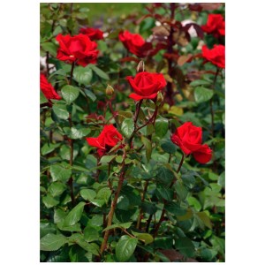 Rosier noble bio Grande Amore rouge vif dans un parterre. Fleurs élégantes et parfumées.