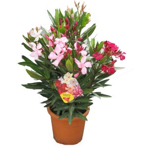 Laurier-rose Tricolor GROW by OBI en pot, fleurs blanches, roses et rouges.