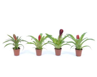 geigenfeige drauen Geigenfeige XL | Ficus lyrata