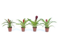 Flammende Schwert Vriesea Mini Mix Topf Ø 5,5 cm / 1 Stk.