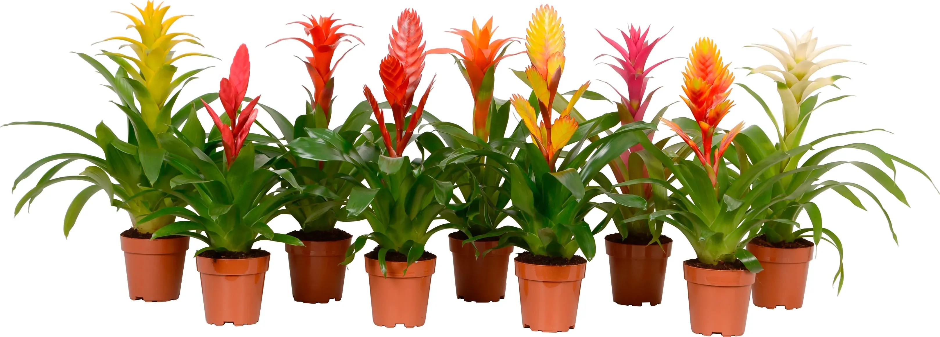 zimmerpflanze glücksfeder pflege Glücksfeder - Zamioculcas zamiifolia main image 0