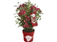 GROW by OBI Rose Rosy Boom Colour Change Bunt Busch Topf 6 l / Höhe 60 - 80 cm GROW by OBI Rose Rosy Boom Colour Change Bunt Busch Topf 6 l / Höhe 60 - 80 cm