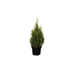 Tuia Smaragd in vaso, altezza circa 100 cm, ideale come pianta da siepe.