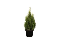 Smaragd-Lebensbaum Thuja occidentalis Topf Ø 33 cm / 1 Stk.
