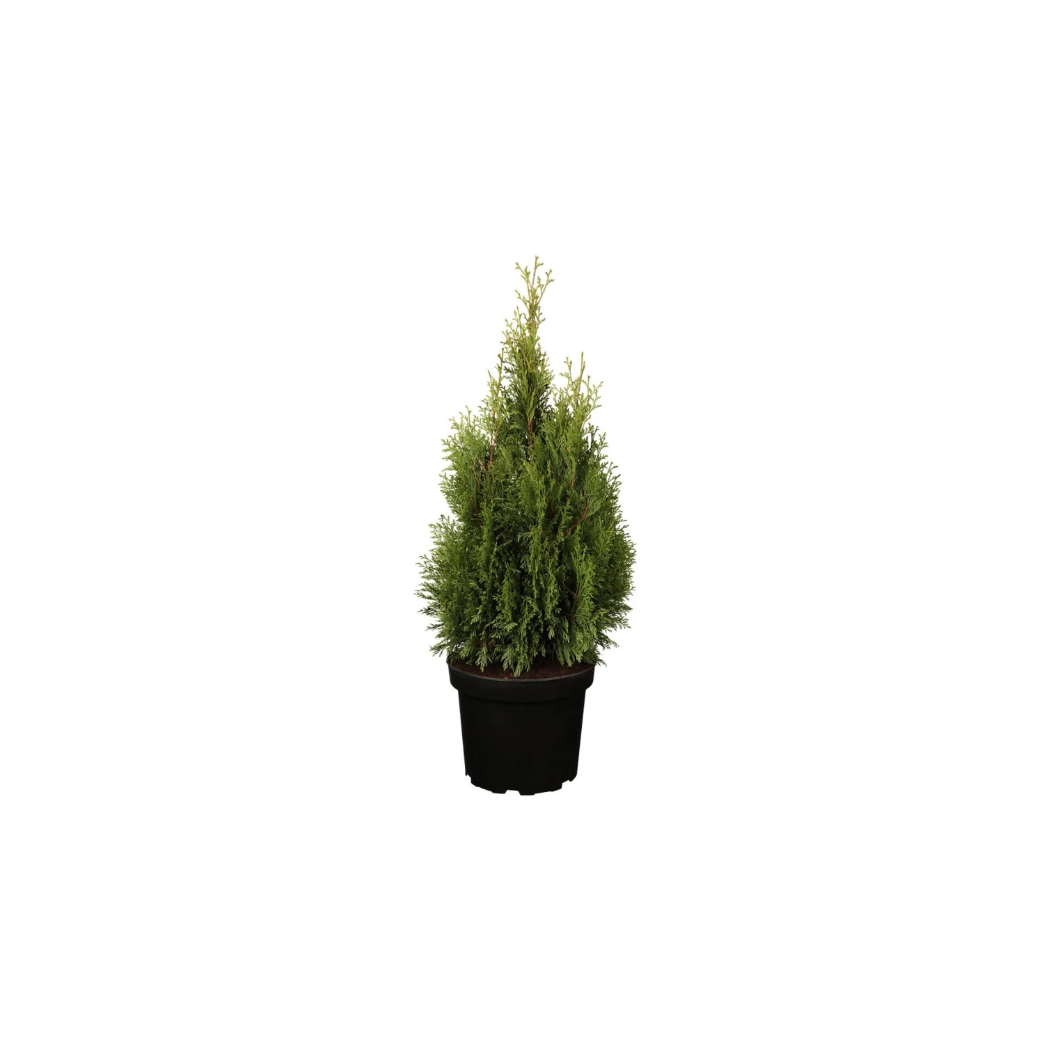 thuja seedlings Thuja Virginian™ (Baby Giant) main image 0