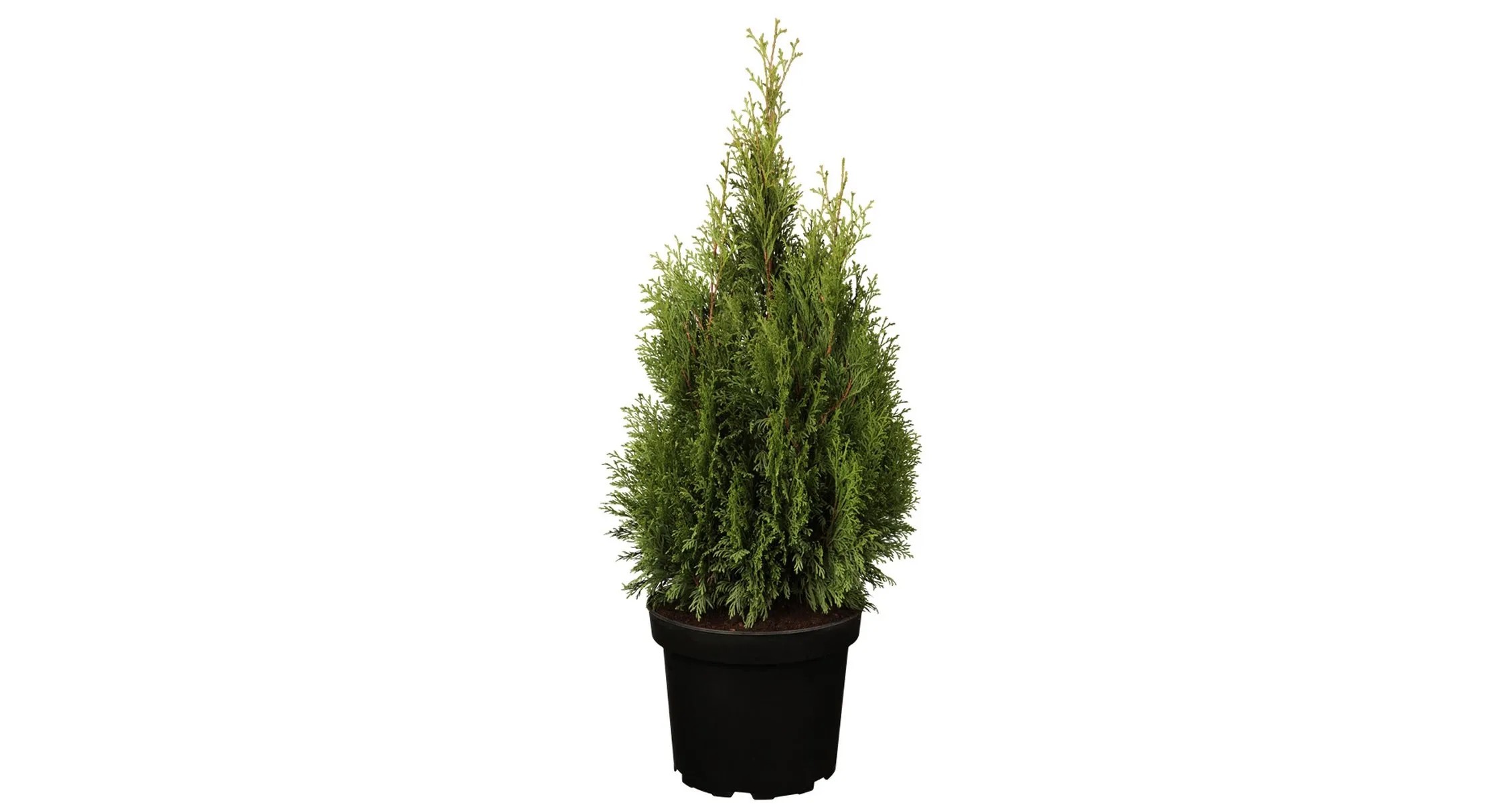 Smaragd-Lebensbaum Thuja occidentalis Topf  33 cm / 1 Stk.