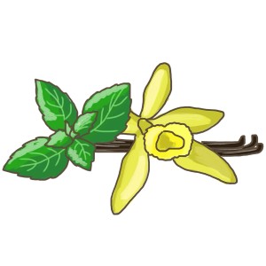 Illustration : Basilic vanille avec feuilles, fleur et gousse de vanille. Herbes de cuisine.