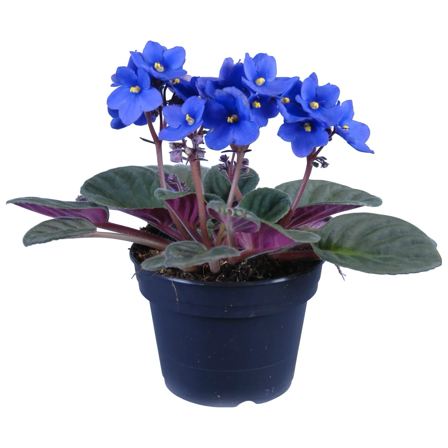 Usambaraveilchen Hellblau Topf  ca. 12 cm