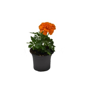 Oeillet d'Inde Tagetes patula en pot avec fleur orange. Herbes aromatiques pour balcon et jardin.