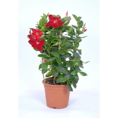 Dipladenia Spalier Mandevilla sanderi Topf Ø 14 cm kaufen bei OBI