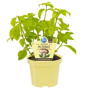 Blu Herbe de champignon bio (Rungia) en pot, env. 12 cm Ø. Herbe de cuisine pour salades et sauces.