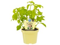 Pilzkraut Topf-Ø ca. 12 cm Rungia