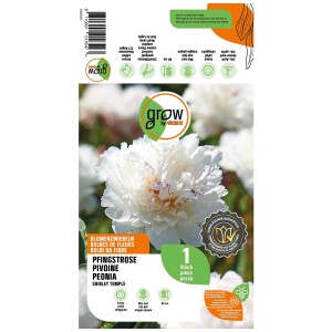 Grow by OBI Peonia Shirley Temple con fiore bianco crema. Bulbo da fiore per aiuole e vasi.