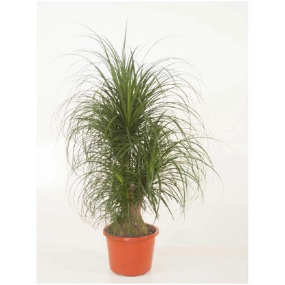 Elefantenfuss Beaucarnea Topf Ø 32 cm kaufen bei OBI