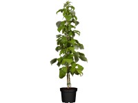 GROW by OBI Bio Himbeere Schönemann Rubus Rot Topf 2 l / Höhe 20 - 30 cm