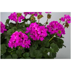 Géranium droit (Pelargonium zonale) en pot avec des fleurs roses et des feuilles vertes.