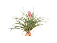 Tillandsie Tillandsia Silver mit Blüte Rosa Topf Ø 10 cm / Höhe ca. 5 cm