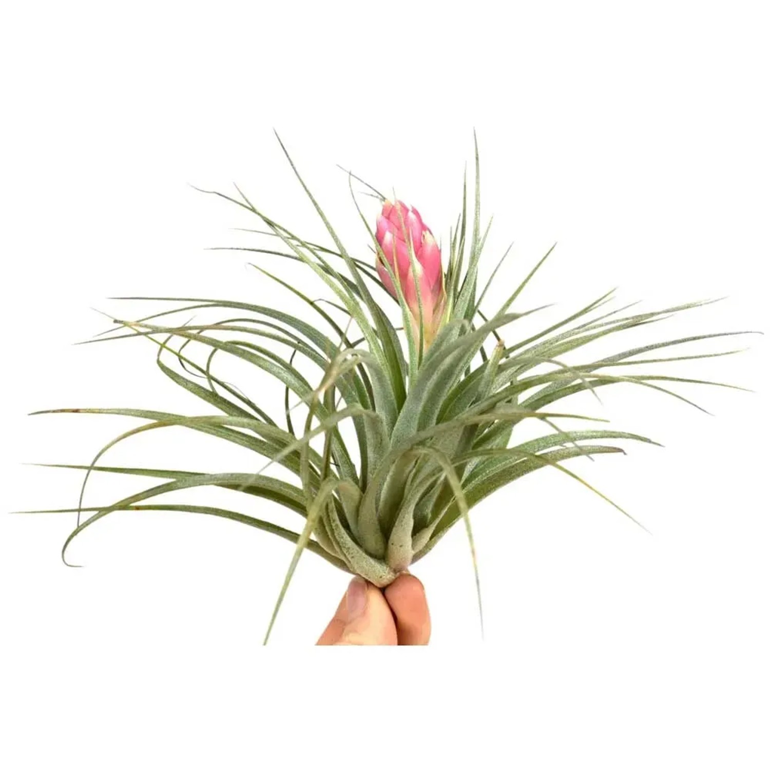 Tillandsien & Bromelien kaufen und bestellen bei OBI