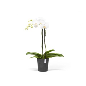 Pot pour orchidées Ecopots Morinda, gris foncé, 14 cm, avec orchidée blanche. Idéal pour l'intérieur et l'extérieur.