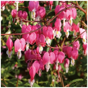 Cuore di Maria 'Spectabilis Rosa' in fiore con fiori rosa a forma di cuore sui tralci.