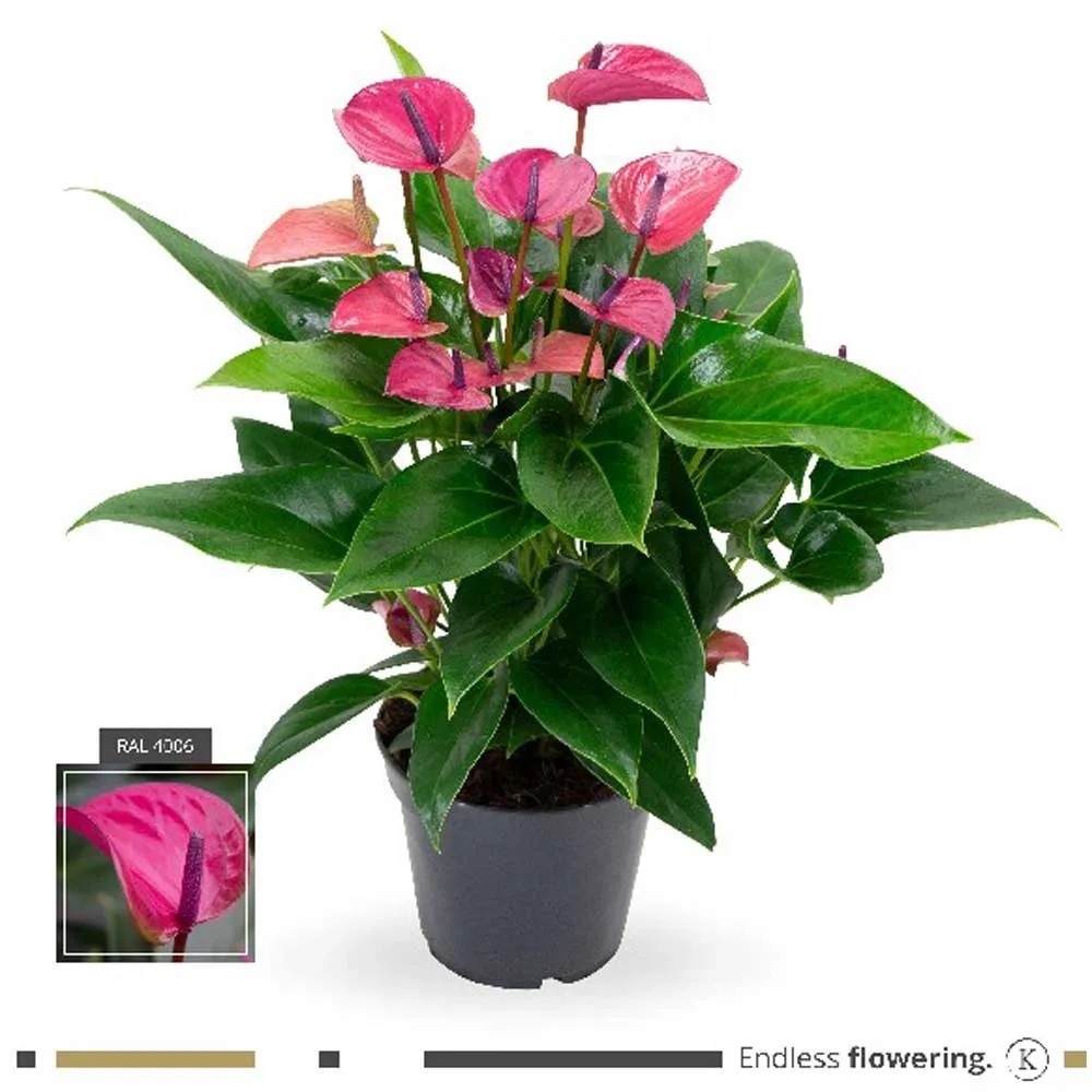 GROW by OBI Flamingoblume Anthurium andreanum Cirano Lila Topf  12 cm