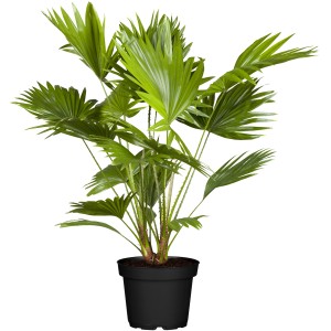 Palmier nain 'Vulcano' en pot, plante verte en pot pour jardin et terrasse.