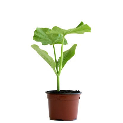 Kürbis Butternut Bio Topf-Ø 11 cm