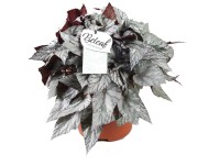 Begonia Beleaf Artic Breeze Topf Ø 19 cm / Höhe 35 cm