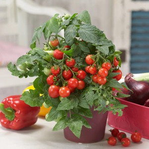 Pianta di pomodoro mini Blu in vaso con piccoli frutti rossi e foglie verdi. Ortaggio da frutto per balcone e terrazza.