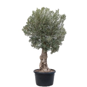 Olivo GROW by OBI (Olea) ad alberello in vaso, altezza circa 150-175 cm.