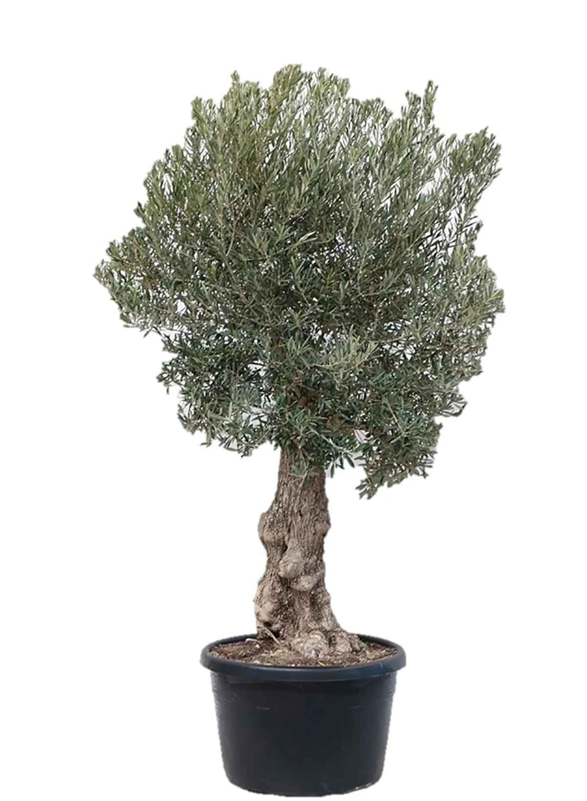 GROW by OBI Olivenbaum Olea Stamm Topf  80 cm / Hhe 150 - 175 cm