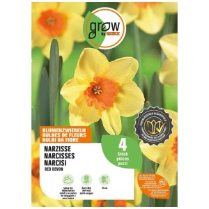 GROW by OBI Narzisse Red Devon: Gelbe Blüte mit orangefarbener Krone, 45 cm, 4 Blumenzwiebeln.