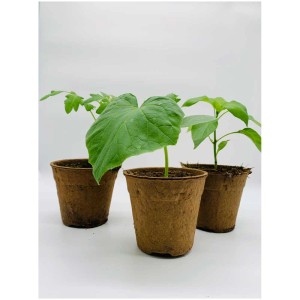 Set di verdure in vaso (pomodoro, cetriolo, peperone) per giardino o balcone.