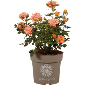 Beetrose 'Patio' im Topf (4,5 l) mit orangefarbenen Blüten.