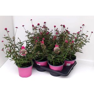 Gomphrena 'Little Truffula' Pink T17 plantes vivaces en pots roses.