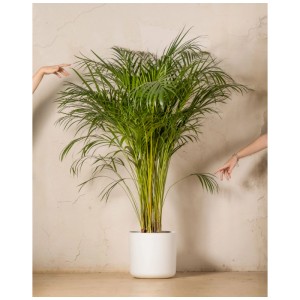 Feey Goldfruchtpalme XL en pot blanc, grande plante d'intérieur avec des feuilles vertes.