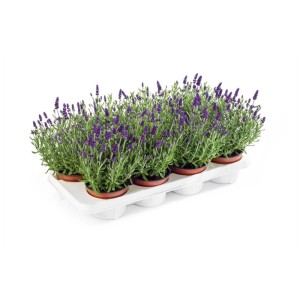 Mehrere Lavendel Pflanzen (Lavandula Angustifolia) im Topf, lila Blüten.