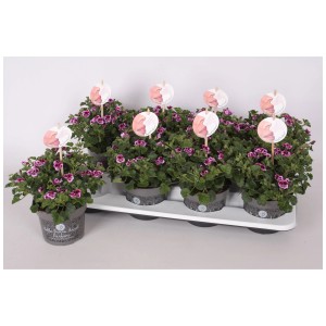Géranium Angel Eyes en pot, couleurs variées. Fleur d'été pour massifs et balcons.