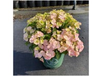 Bauernhortensie Hydrangea French Bolero