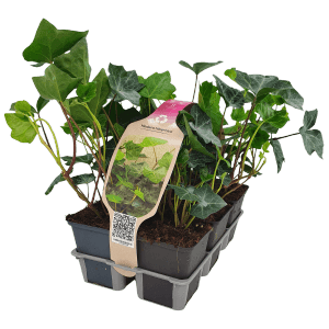 Lot de 6 lierres Hibernica en pots de 9 cm. Plante grimpante persistante pour murs et façades.