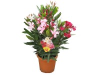 GROW by OBI Oleander-Busch Tricolor Nerium Topf Ø 17 cm