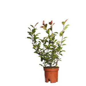 Fotinia Red Robin in vaso, arbusto sempreverde con foglie rosse.
