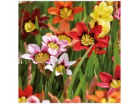Grow by OBI Harlekinblume Sparaxis Mixed 30 Stk. Grow by OBI Harlekinblume Sparaxis Mixed 30 Stk.