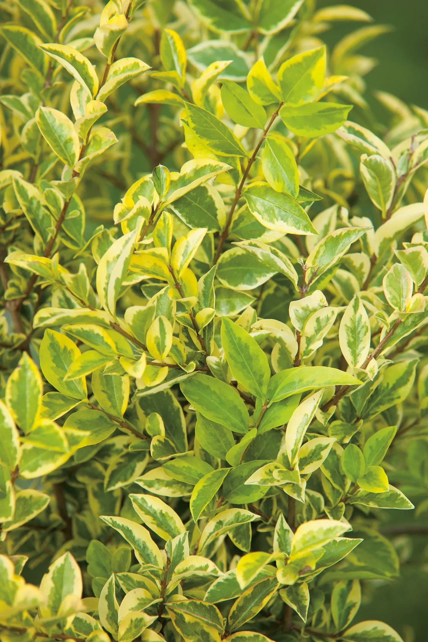 Gold-Liguster Ligustrumovafolium aureum Goldgelb Topf 15 l
